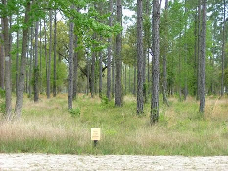 .73 Acre Lot | Coopers Point : Darien : McIntosh County : Georgia