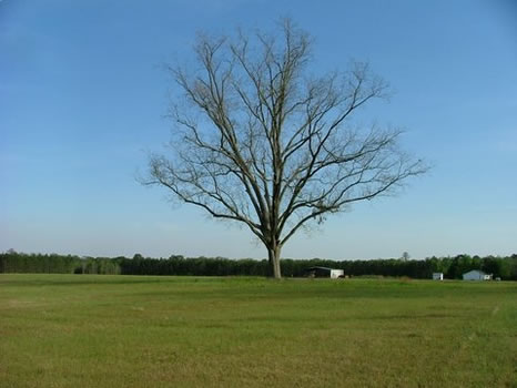 78 Acres : Jesup : Wayne County : Georgia