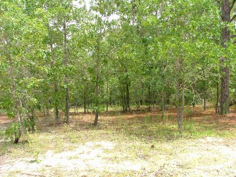 1.66 Acre Lot : Swainsboro : Emanuel County : Georgia
