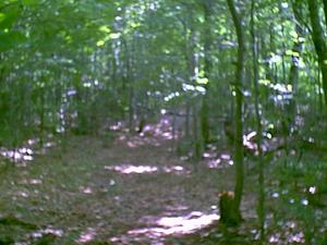 45.30 Acres : Slatyfork : Pocahontas County : West Virginia