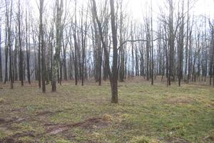 3.00 Acres : Snowshoe : Pocahontas County : West Virginia