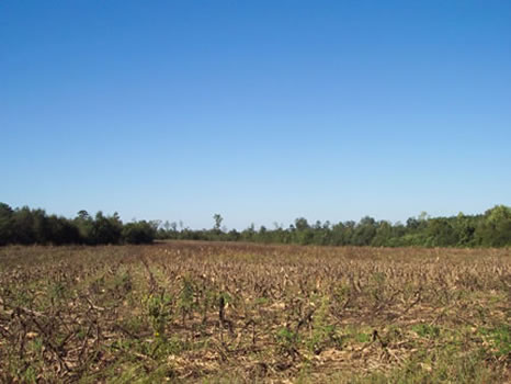 153.944 Acres : Wrightsville : Johnson County : Georgia