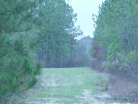 98 Acres : Butler : Taylor County : Georgia